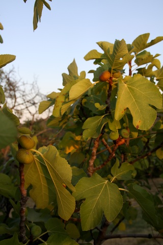 a0142810_153591.jpg