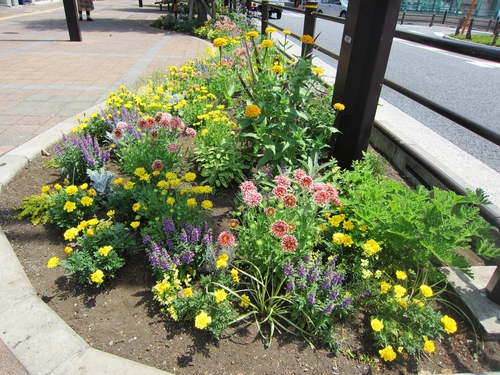 駅前花壇のその後 Daisy Bee の多肉でガーデニング