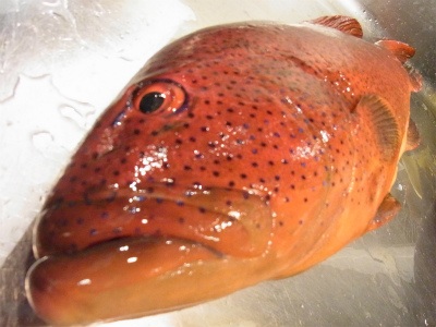 タコの親子!_f0157910_15225259.jpg