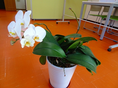 今・・・胡蝶蘭の花_e0238112_12163830.jpg