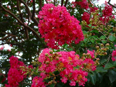 今・・・胡蝶蘭の花_e0238112_14264819.jpg