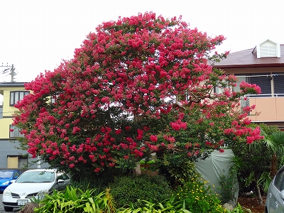 今・・・胡蝶蘭の花_e0238112_1427160.jpg