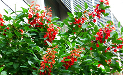 d0019913_3103936.jpg