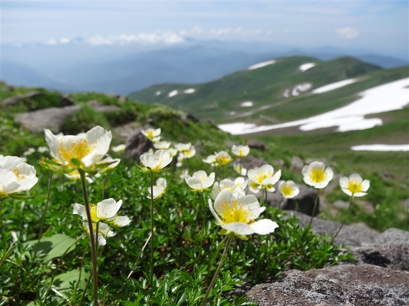 月山で真夏の花を愉しむ_a0127015_20342681.jpg