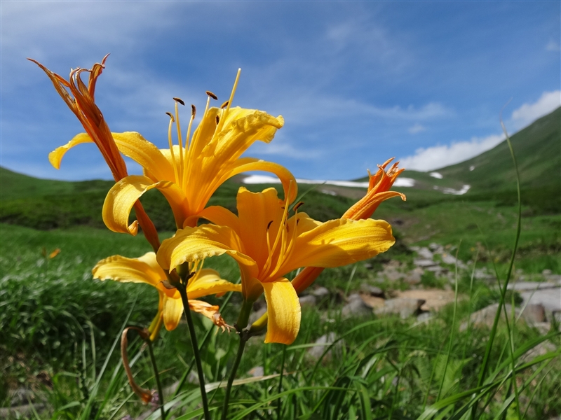 月山で真夏の花を愉しむ_a0127015_20425576.jpg