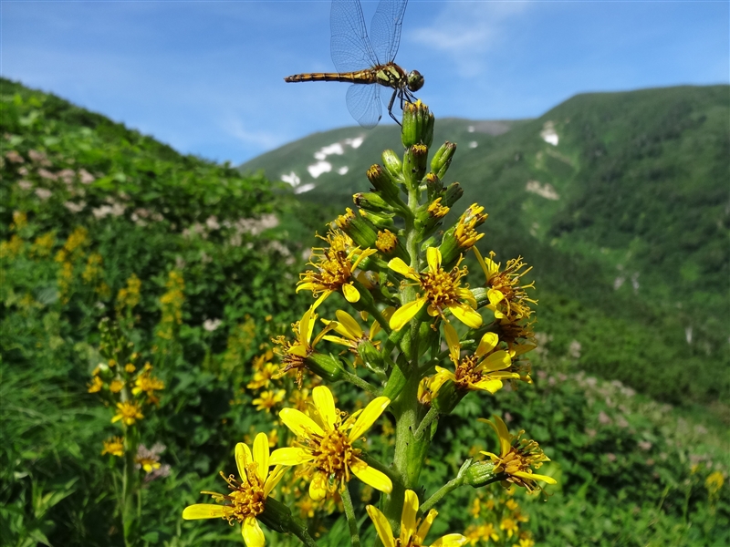 月山で真夏の花を愉しむ_a0127015_20451651.jpg