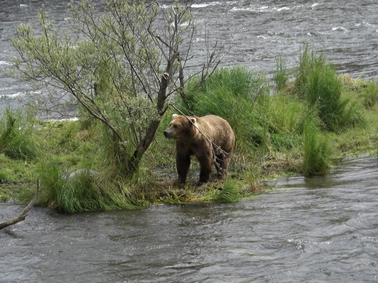 アラスカ旅行♪　～4日目はクマがいっぱいのカトマイ国立公園～_d0098316_17285965.jpg