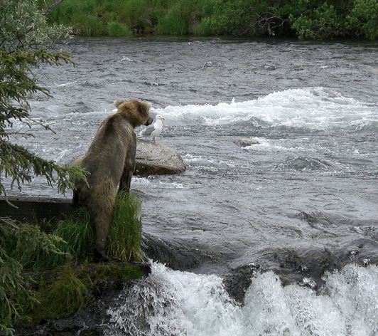 アラスカ旅行♪　～4日目はクマがいっぱいのカトマイ国立公園～_d0098316_17502893.jpg