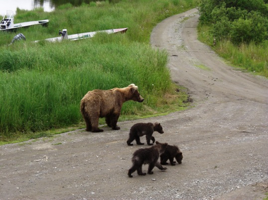 アラスカ旅行♪　～4日目はクマがいっぱいのカトマイ国立公園～_d0098316_1936139.jpg