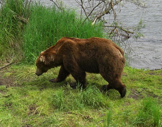 アラスカ旅行♪　～4日目はクマがいっぱいのカトマイ国立公園～_d0098316_21453637.jpg