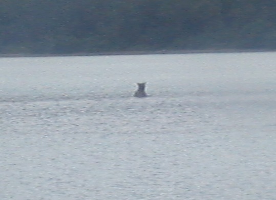 アラスカ旅行♪　～4日目はクマがいっぱいのカトマイ国立公園～_d0098316_22251798.jpg