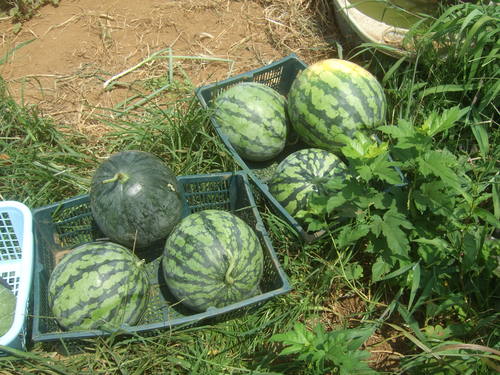 夏野菜失敗...天空スイカ&枝豆_b0137932_2231430.jpg