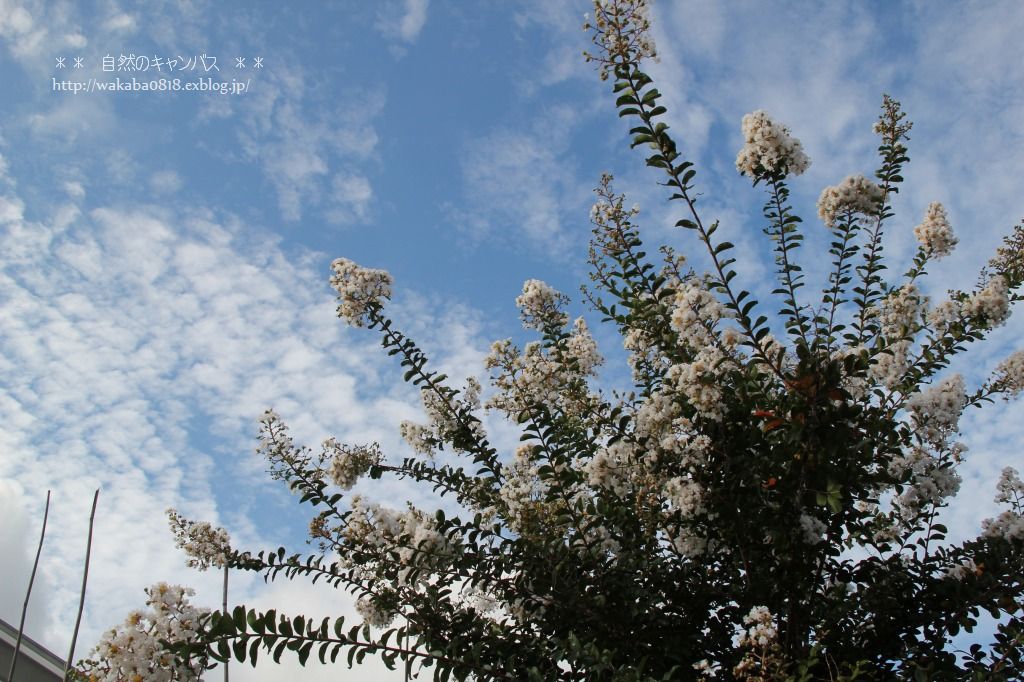 青い空に、白い百日紅の花！！！_e0052135_16385863.jpg