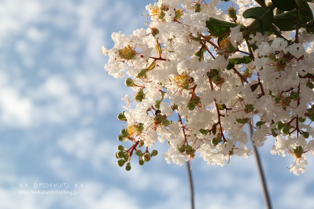 青い空に、白い百日紅の花！！！_e0052135_16402641.jpg