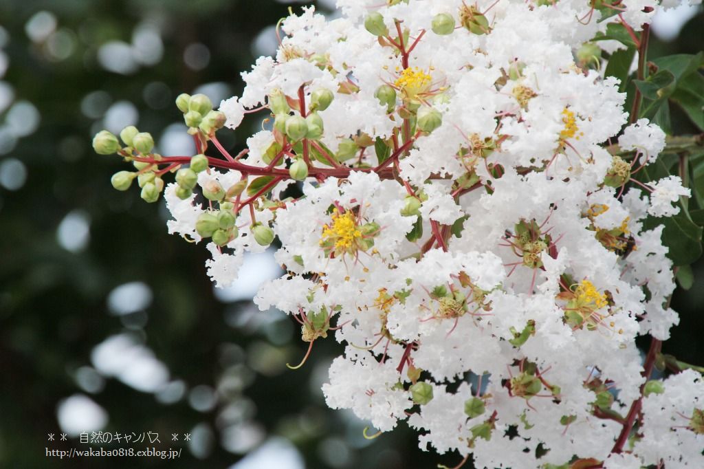 青い空に、白い百日紅の花！！！_e0052135_16404263.jpg