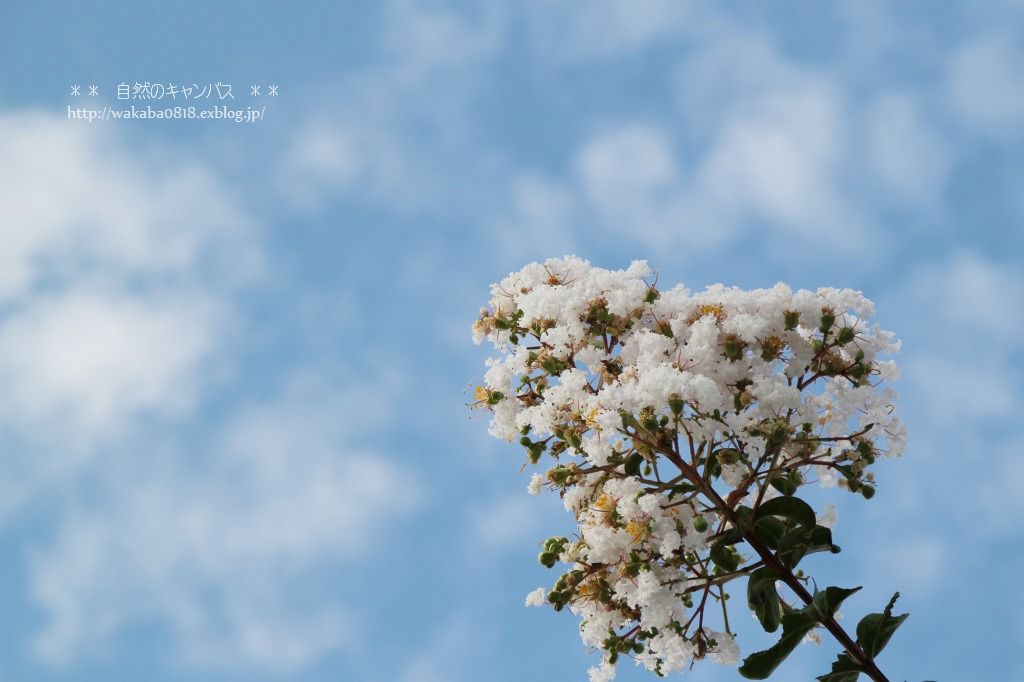 青い空に、白い百日紅の花！！！_e0052135_164076.jpg