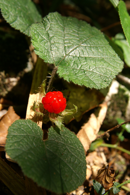 f0214649_20415079.jpg