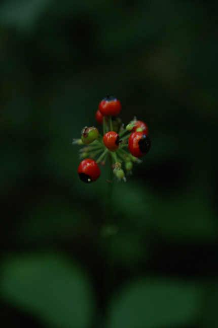 f0214649_5104364.jpg