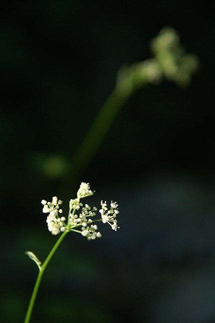 f0214649_59184.jpg