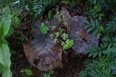 f0175051_81057.jpg