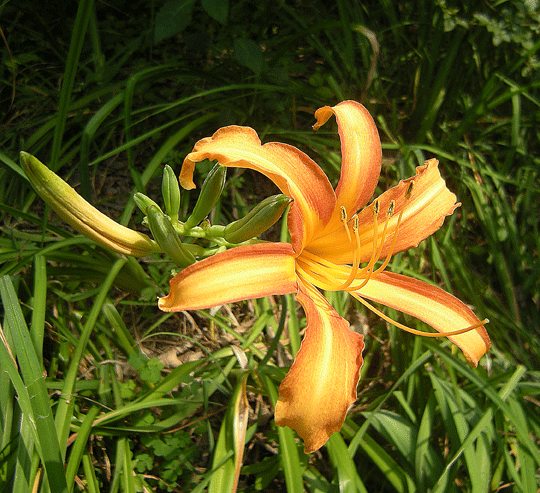 8月6日 赤城自然園 8月の花 その2_a0001354_22492514.gif