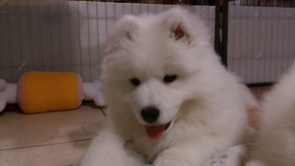 Samoyed Stoner_e0289358_025452.jpg