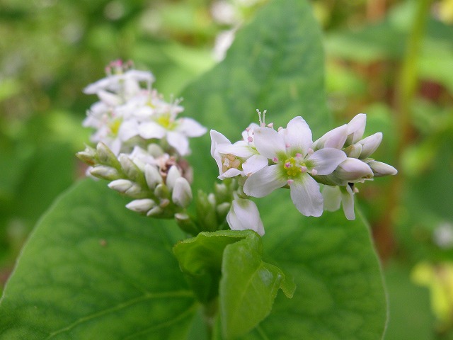 蕎麦 ソバ の花も可愛いですね 自然風の自然風だより