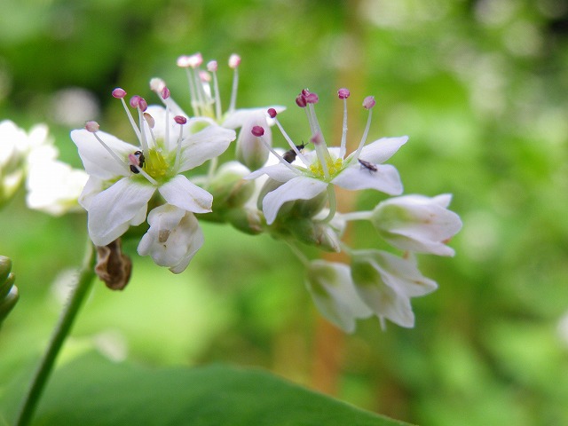 『蕎麦（ソバ）の花も可愛いですね～』_d0054276_20234575.jpg