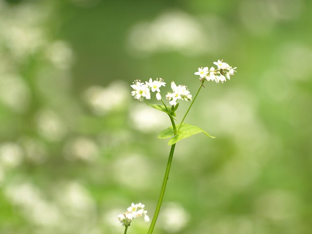 『蕎麦（ソバ）の花も可愛いですね～』_d0054276_20243065.jpg