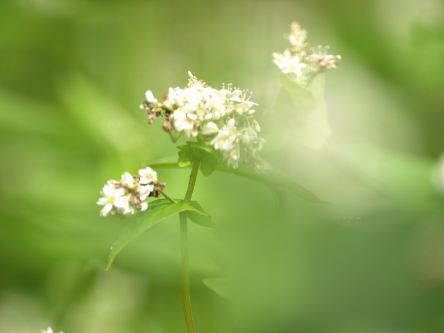 『蕎麦（ソバ）の花も可愛いですね～』_d0054276_2025626.jpg