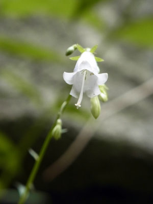 定山渓　花散歩_f0083977_17371930.jpg