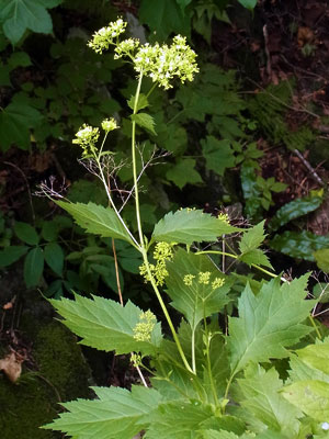 定山渓　花散歩_f0083977_17395630.jpg