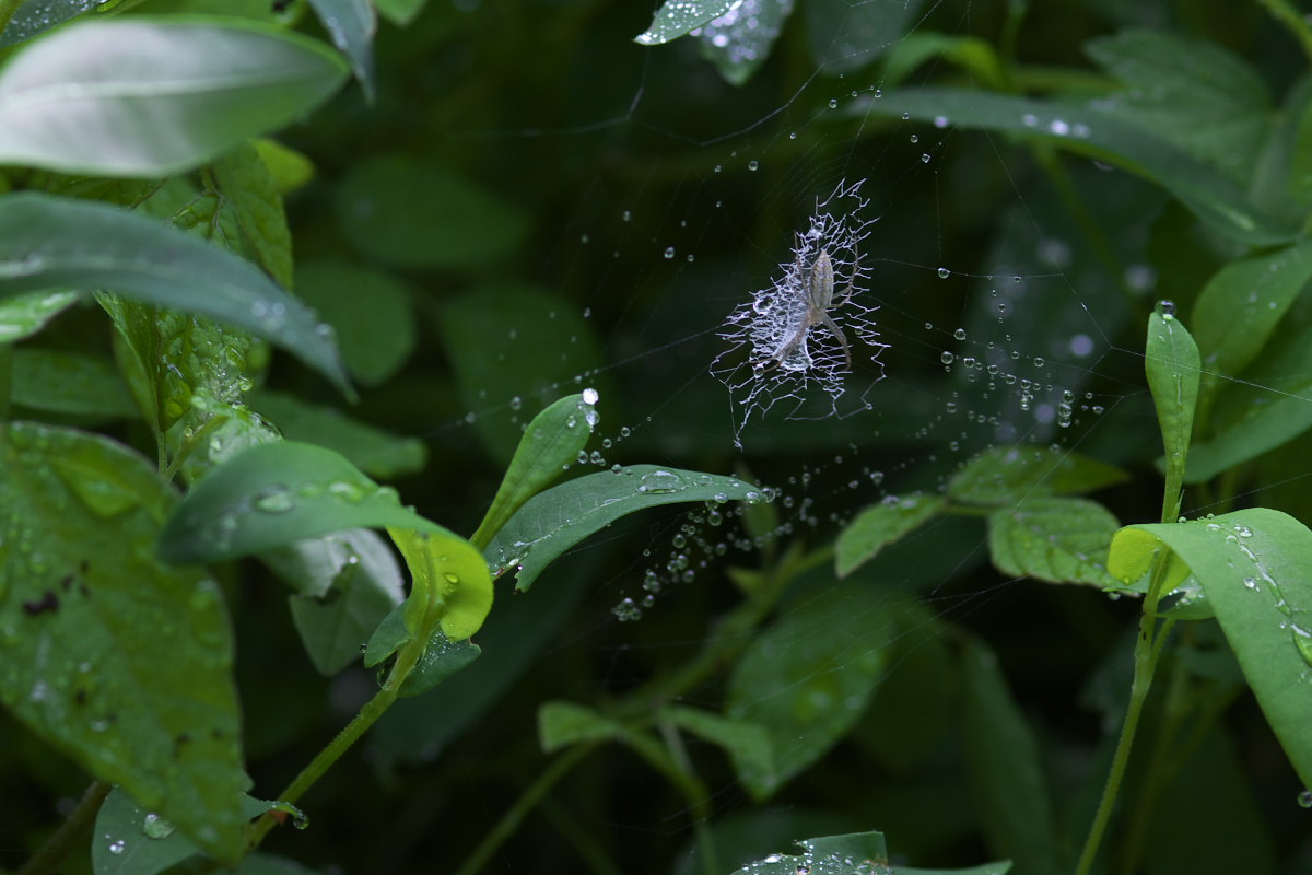 水玉をつけて　ハクチョウソウ（白鳥草）他_a0083081_17564497.jpg