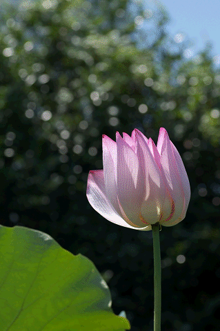 a0275782_15582718.gif