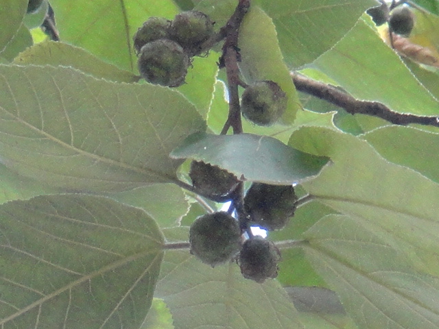 a0275492_340221.jpg