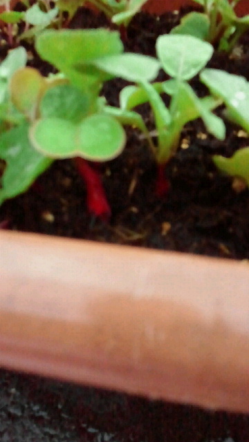 c0205393_2214965.jpg