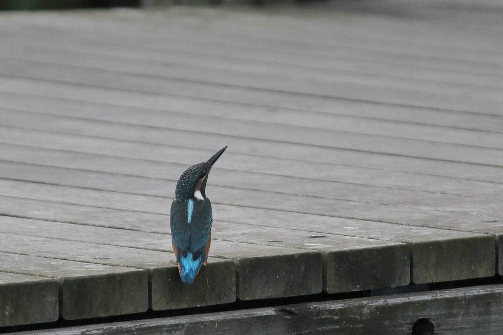 カワセミ二番子巣立ち/孫と磯遊びの時/浜木綿が綺麗でした_b0024798_11165084.jpg