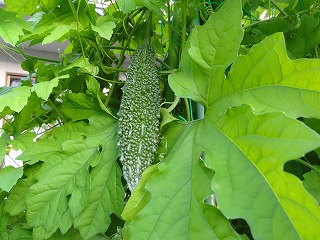 c0125501_16525115.jpg