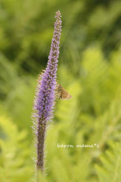 e0264802_20431262.jpg