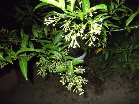 a0203003_21455295.jpg