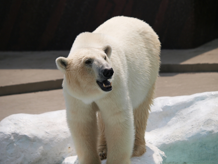 上野に慣れてきたデア、デアに慣れてきた私_a0164204_1905839.jpg