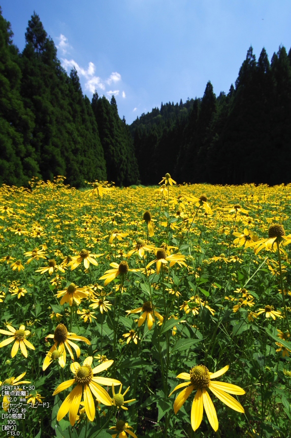 花脊のルドベキア_f0221510_21352826.jpg