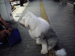 富士宮 宮踊り_e0238112_1003788.jpg