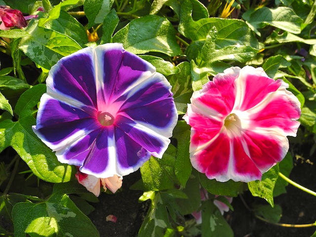 草花いきいき恵みの雨_c0248013_110666.jpg