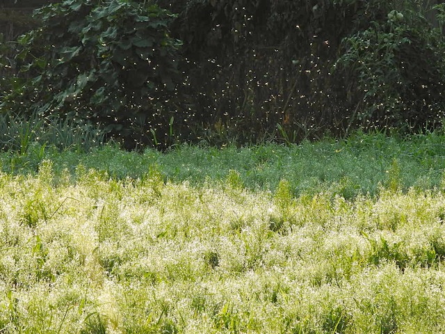 草花いきいき恵みの雨_c0248013_1172490.jpg