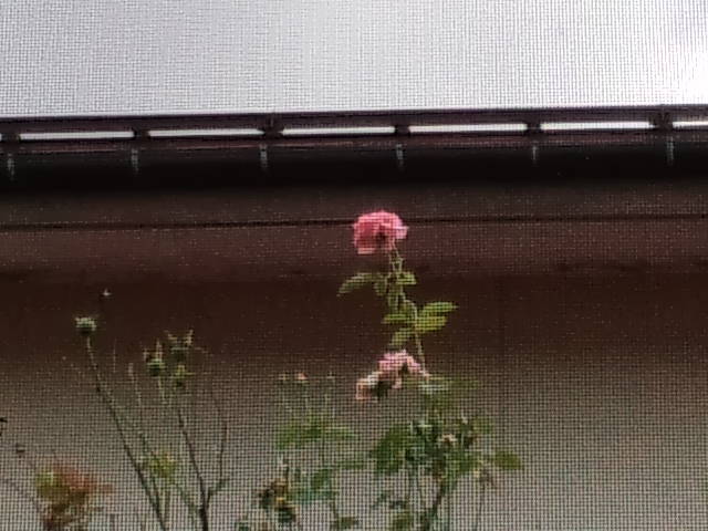 b0207514_2154831.jpg