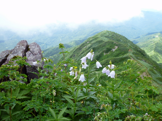 花咲き乱れる　三ﾉ峰 (2,128M) に登る_d0170615_21105817.jpg