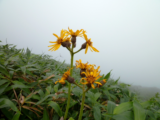 花咲き乱れる　三ﾉ峰 (2,128M) に登る_d0170615_21111560.jpg