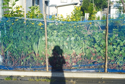 夏休みの原風景_b0212922_2153296.jpg