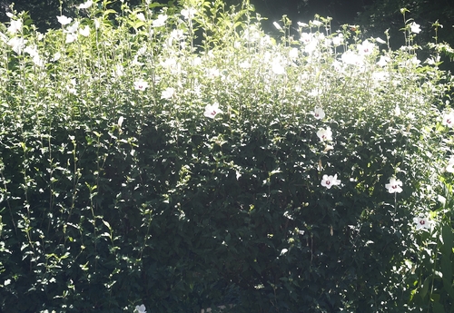 植物園へ行く_b0212922_2224138.jpg